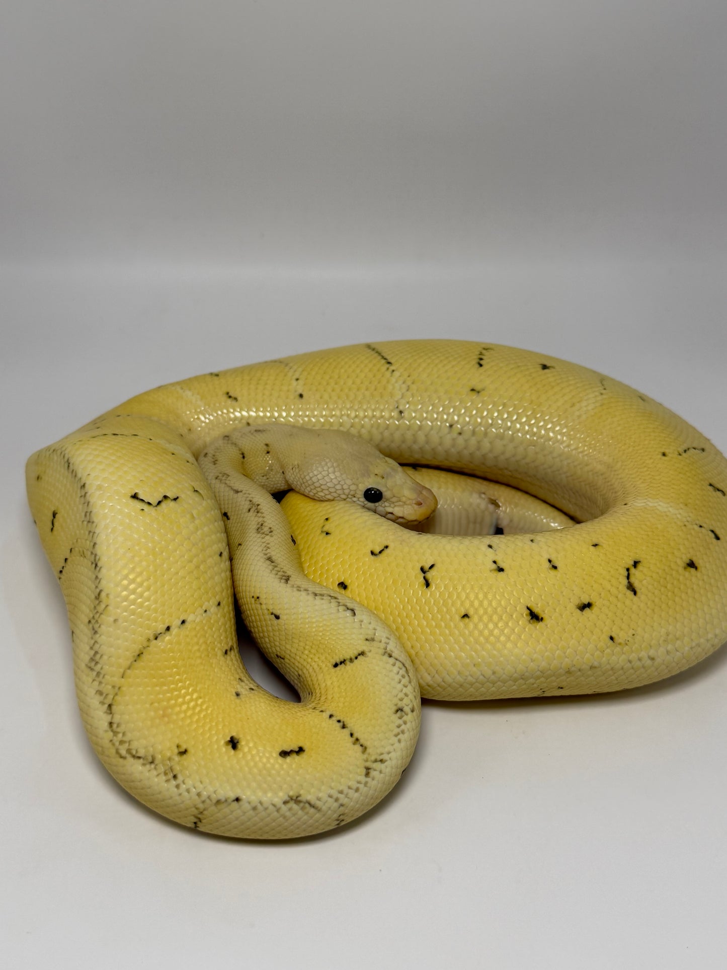 Dg clown pinstripe enchi pastel macho