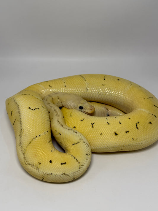 Dg clown pinstripe enchi pastel macho
