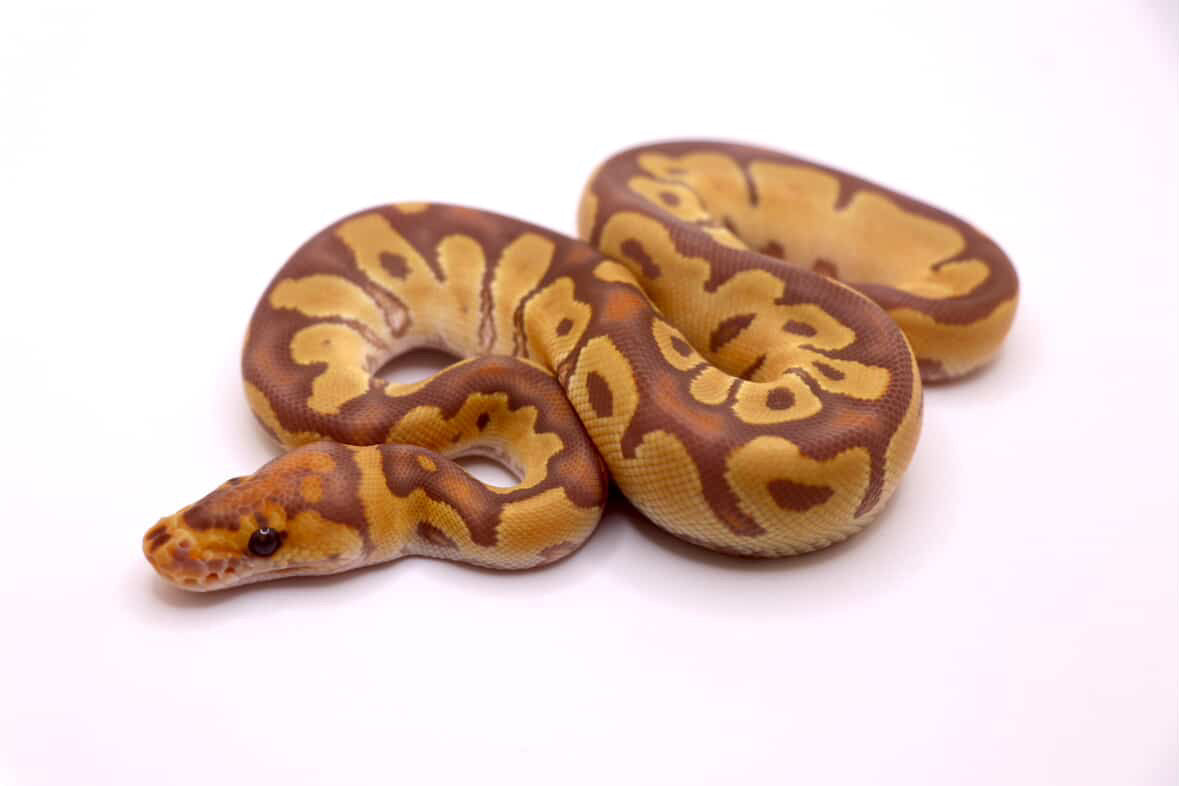 Ultramel clown macho