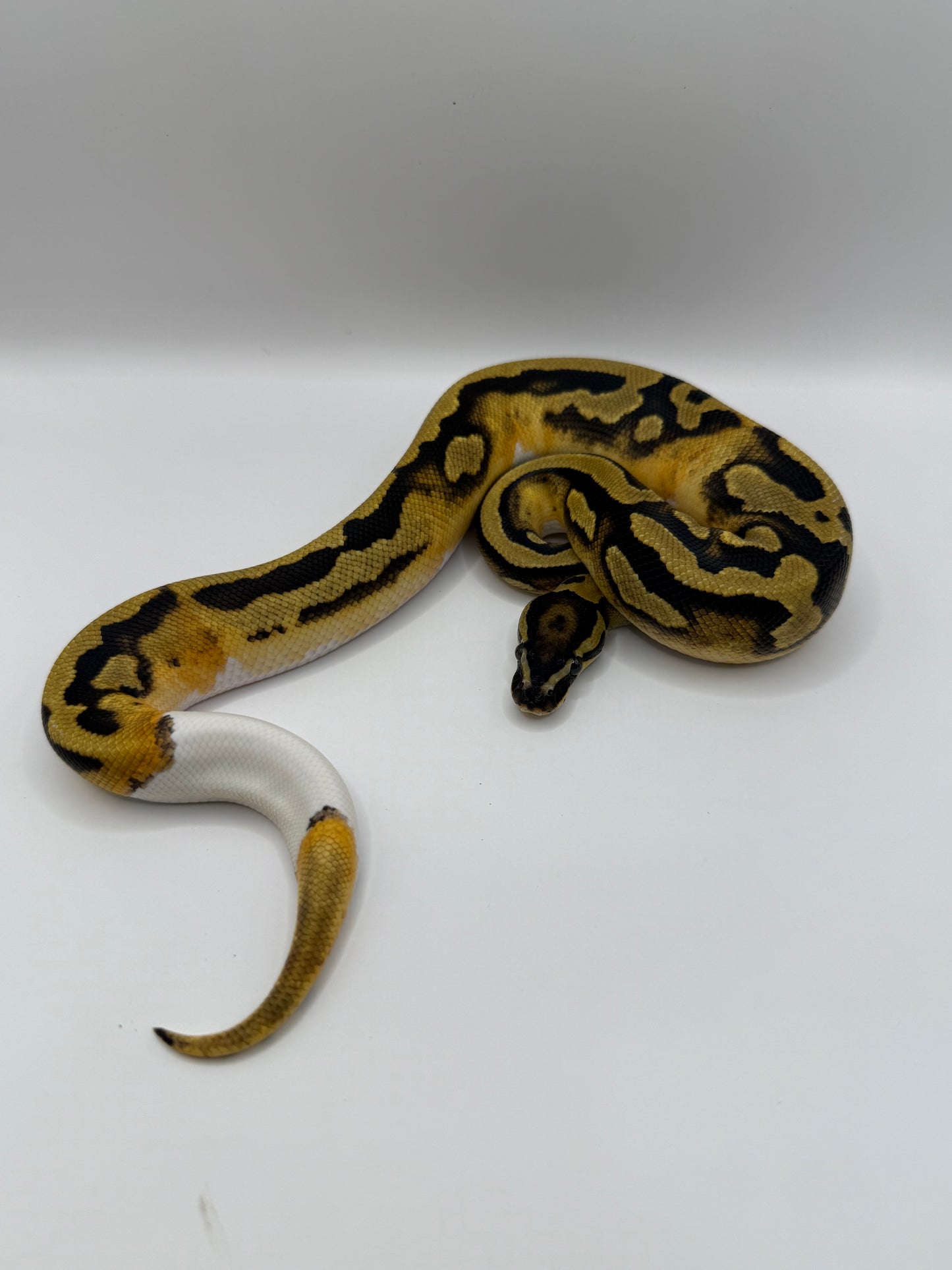 Pied ghi + ? ? Macho