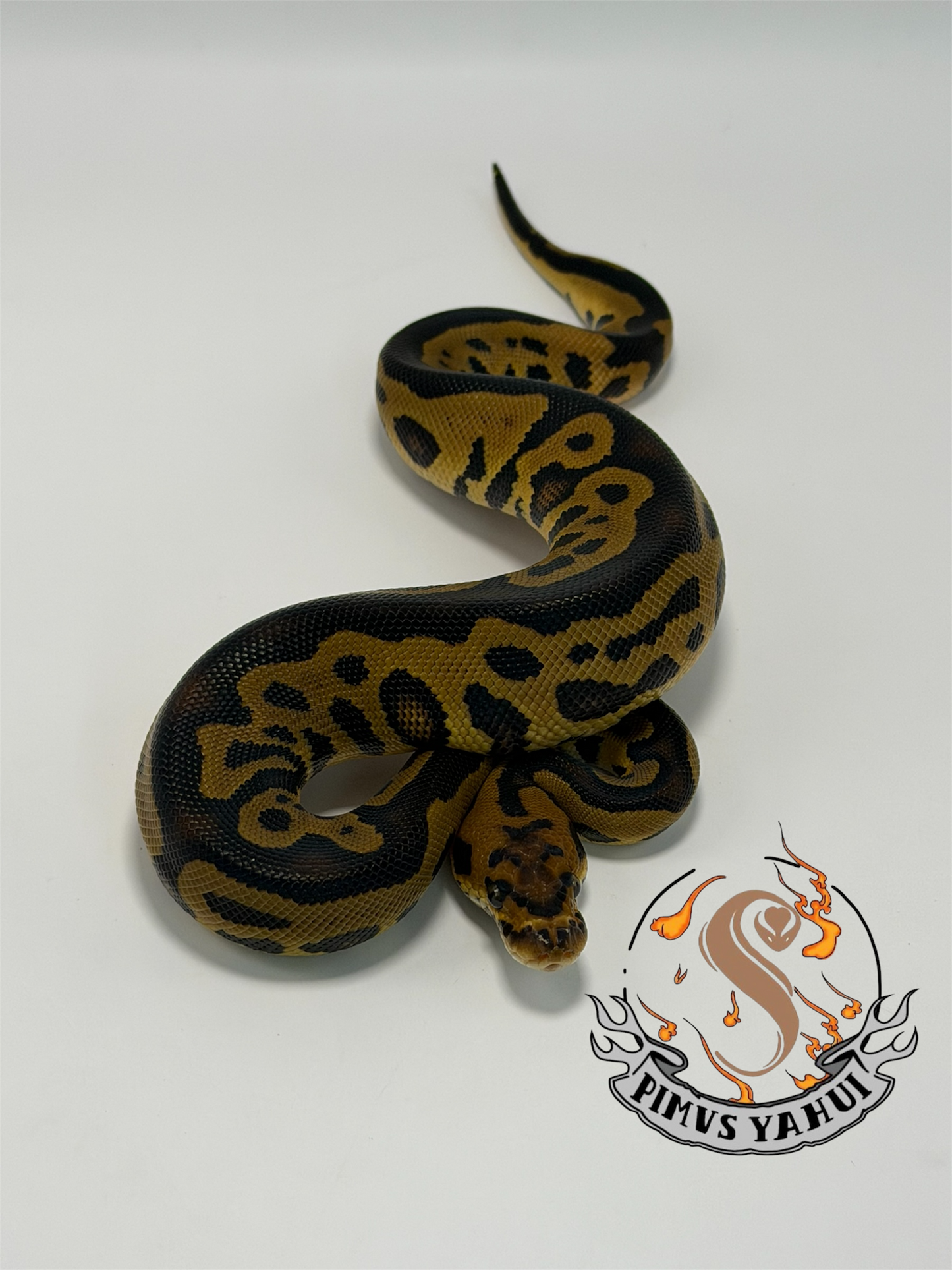 Leopard clown het sunset macho