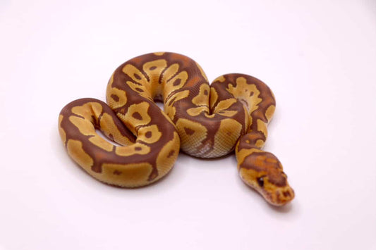 Ultramel clown hembra