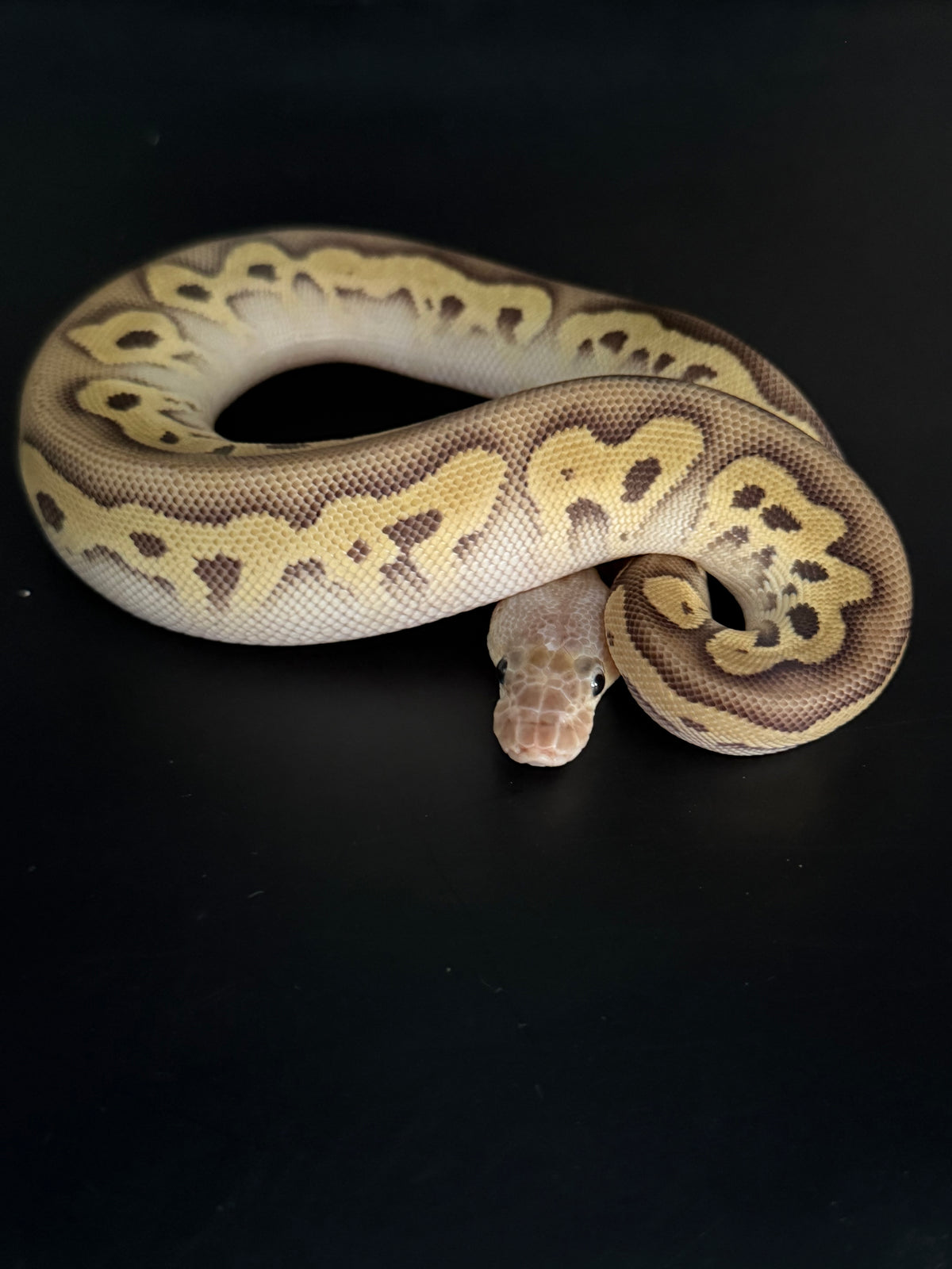 Pastave leopard clown 100% 2het dg/pied (testeado rgi)hembra