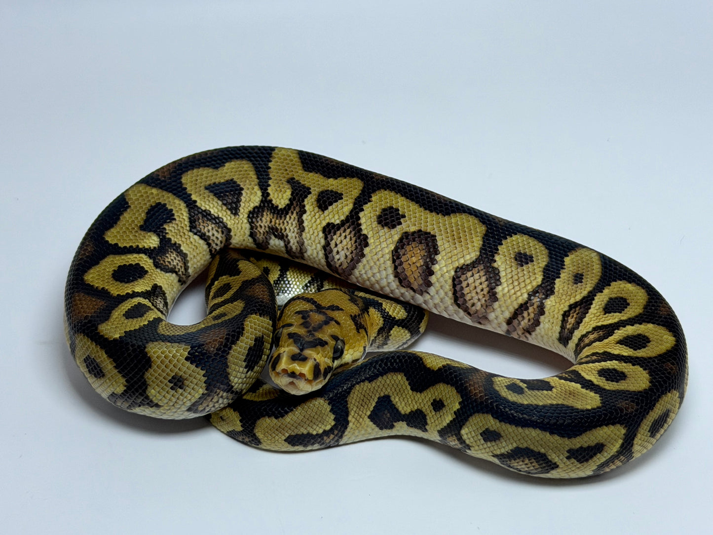 Spotnose clown het sunset macho