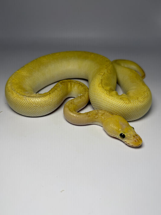 Leopard Pinstripe lesser pastel clown macho