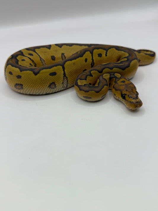 Clown hypo hembra