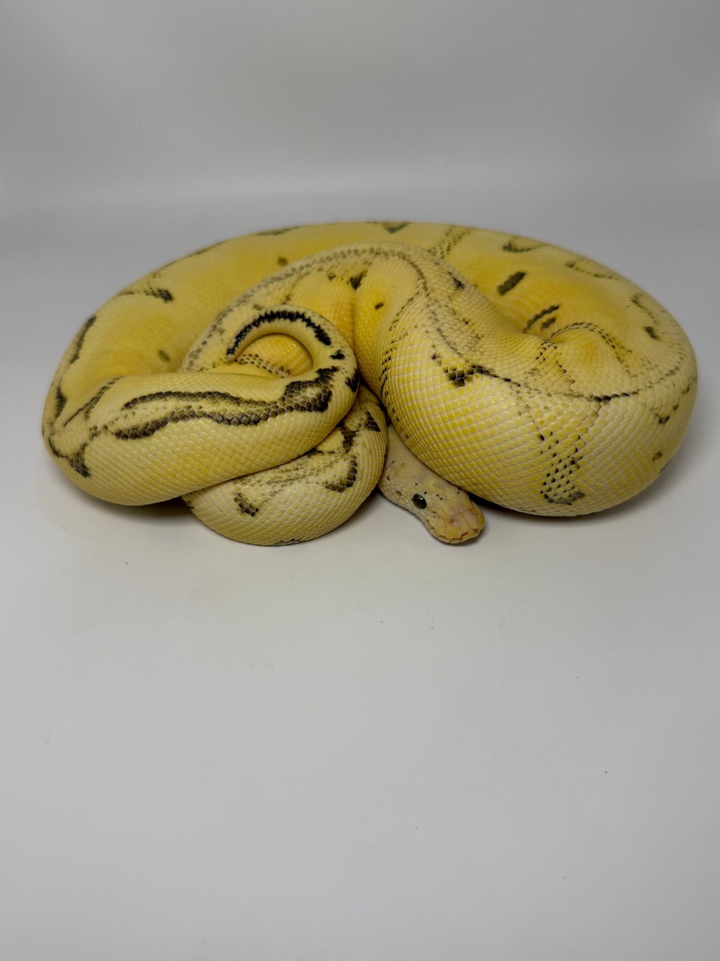 Dg clown enchi pastel hembra