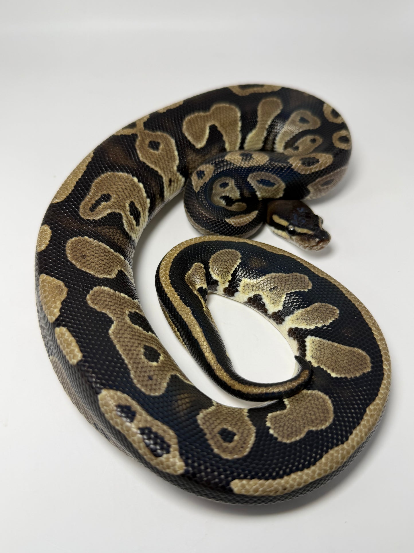 Black head het pied hembra