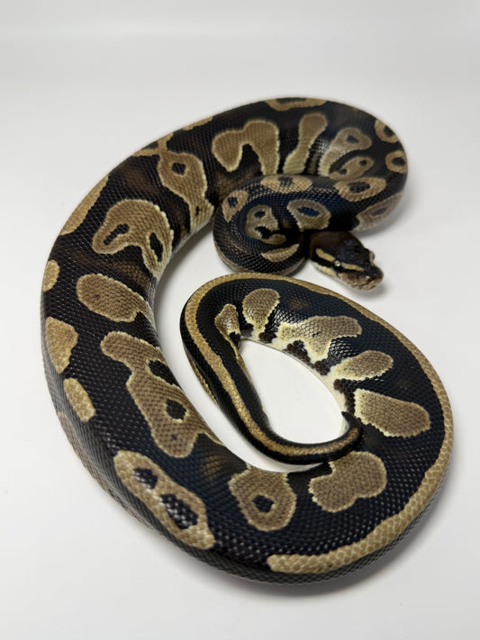 Black head het pied hembra