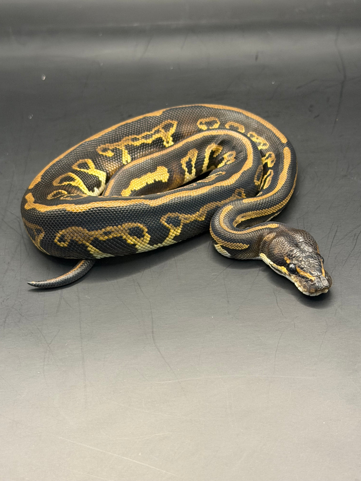 Leopard black head het clown/dg macho