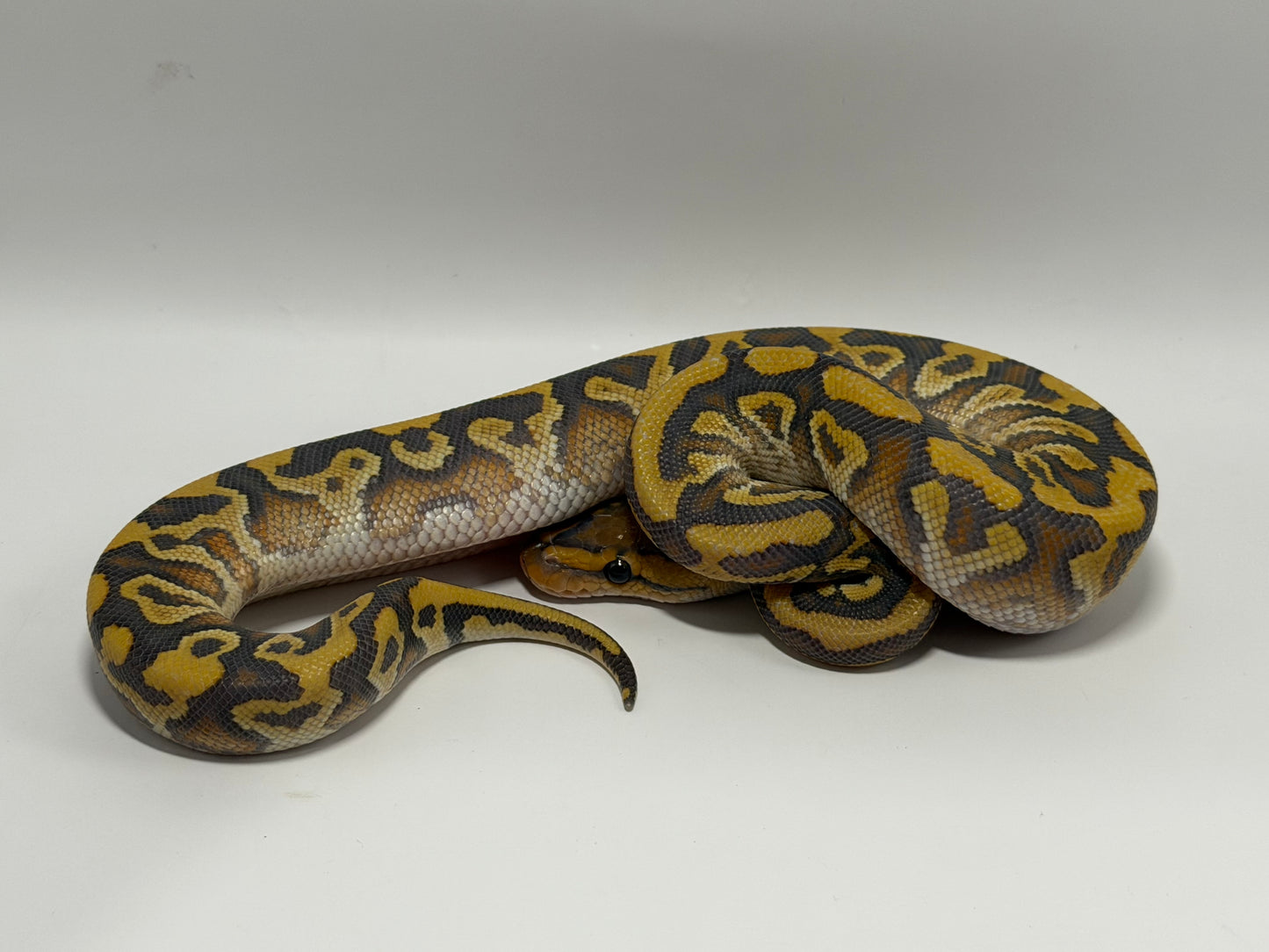 Spotnose cypress yb hypo het clown macho