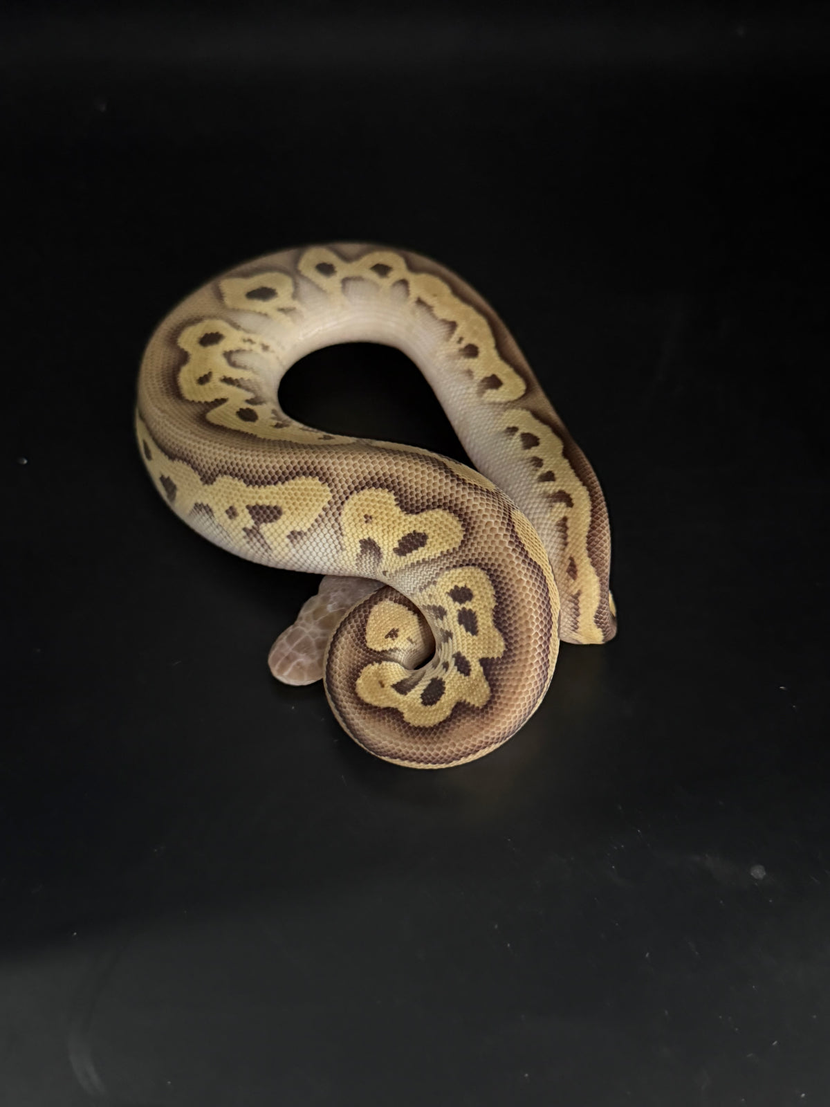 Pastave leopard clown 100% 2het dg/pied (testeado rgi)hembra