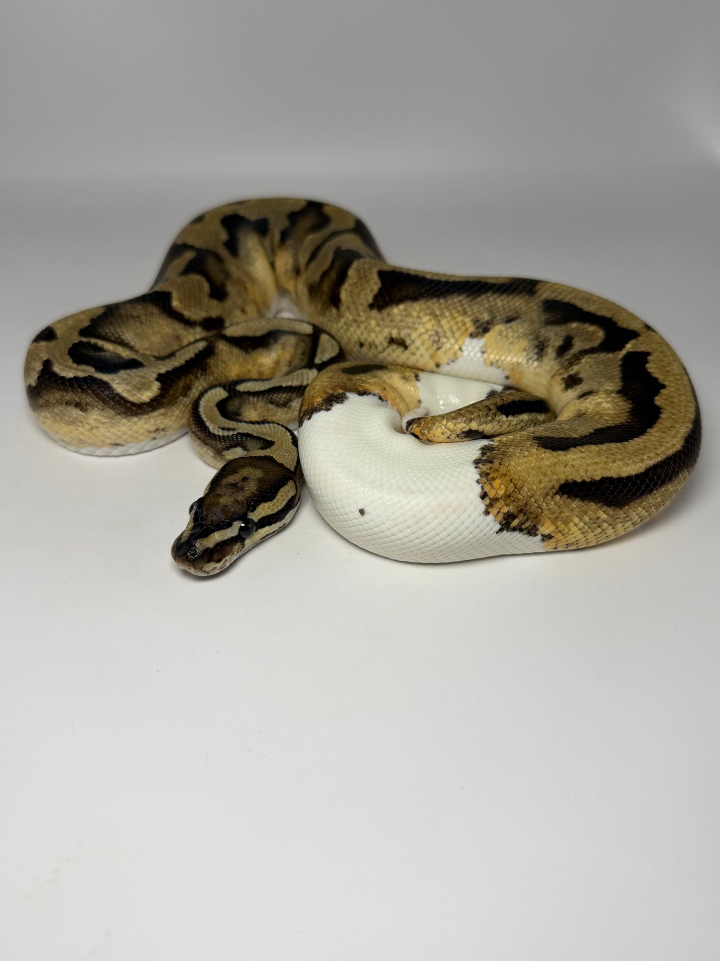 Ghi vainilla pied macho (aep)