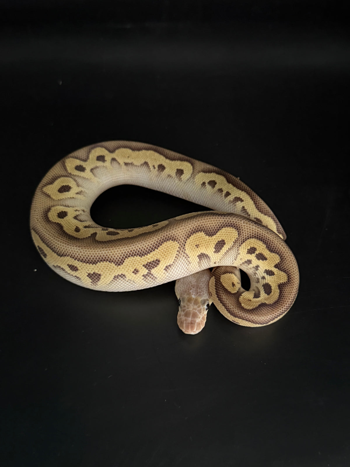 Pastave leopard clown 100% 2het dg/pied (testeado rgi)hembra