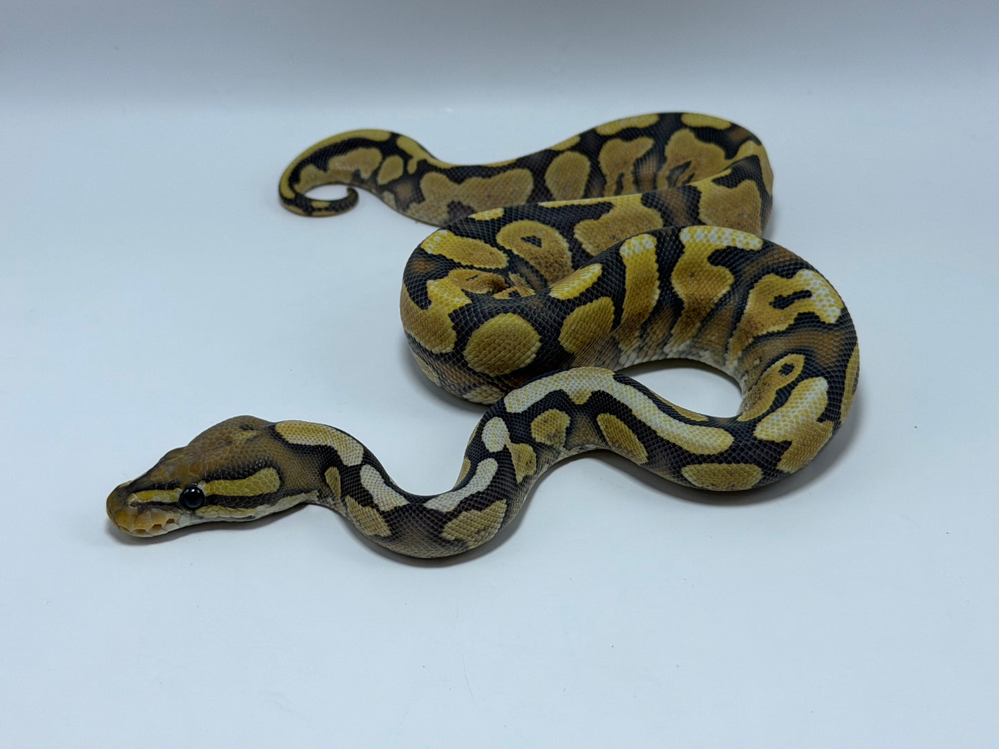 Yb hypo dg hembra