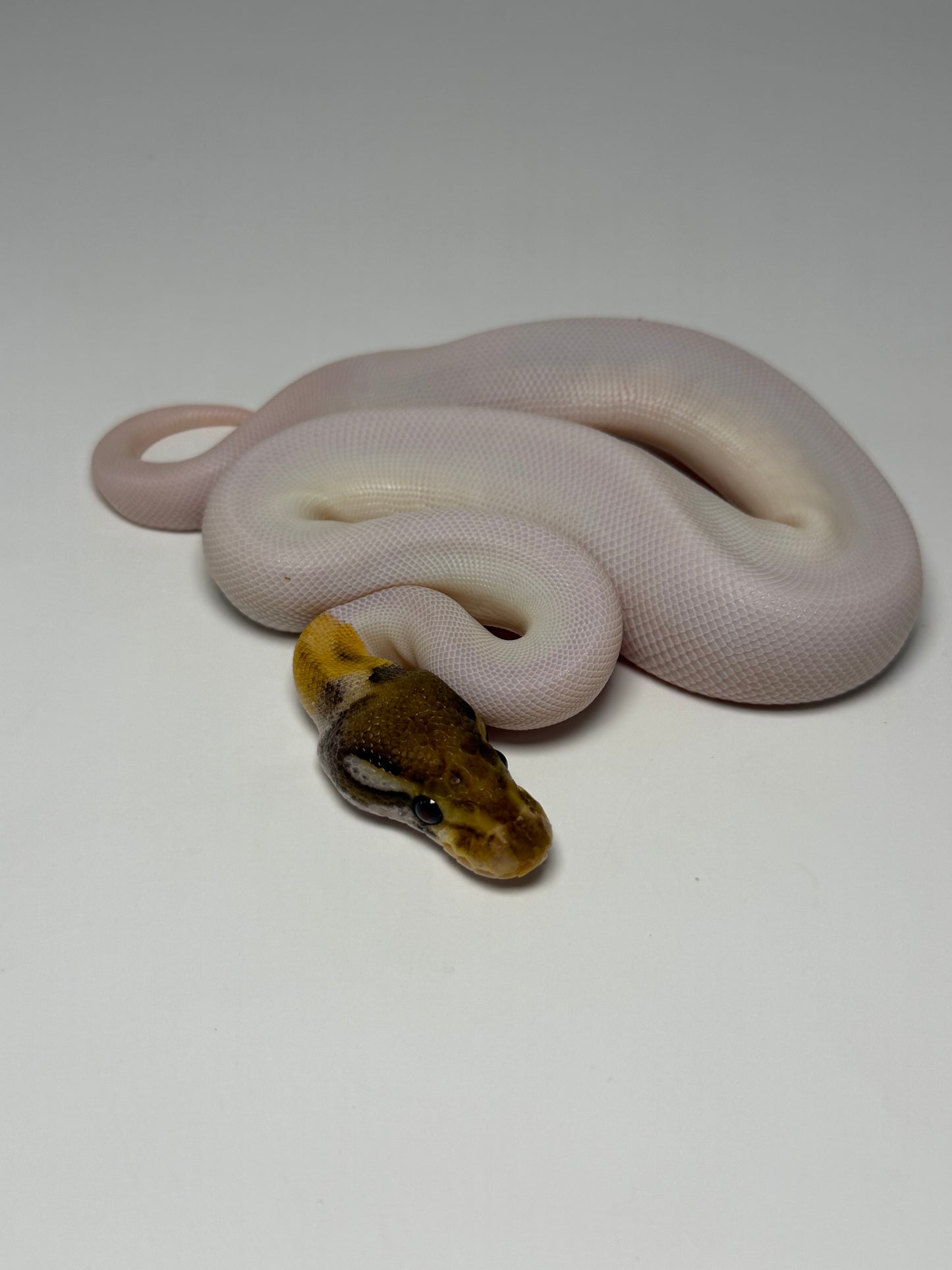 Mojave od pied high white hembra