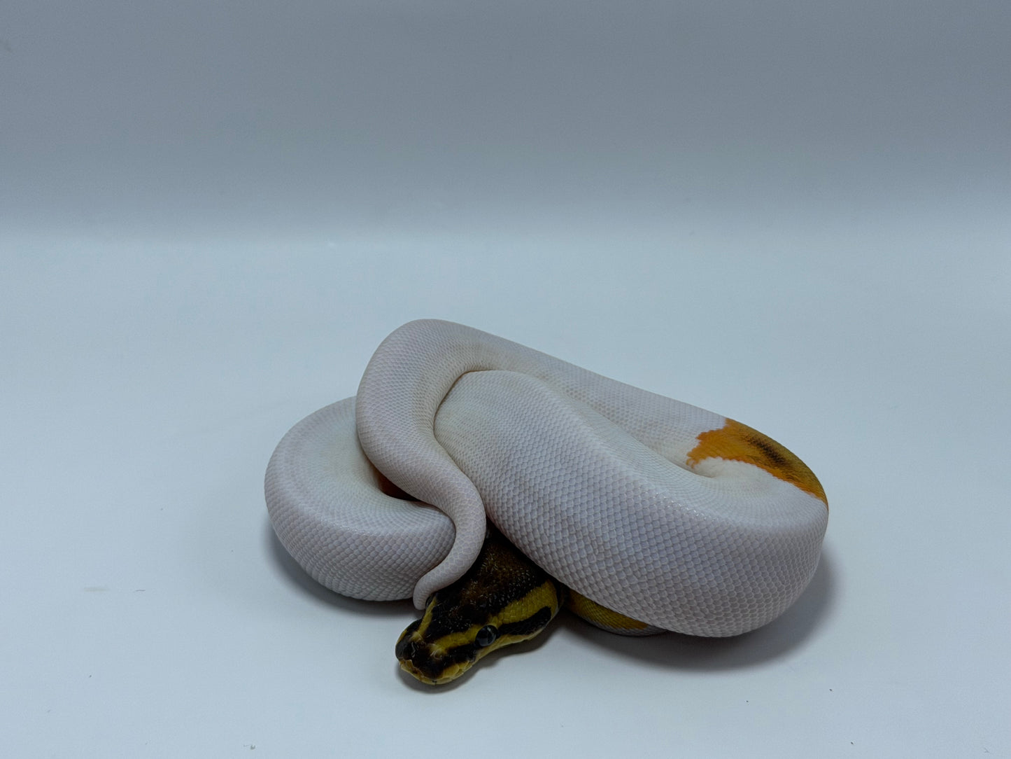 Od fire yb pied het clown hembra