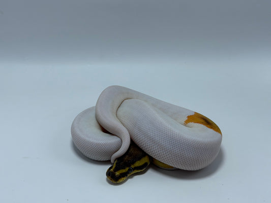Od fire yb pied het clown hembra