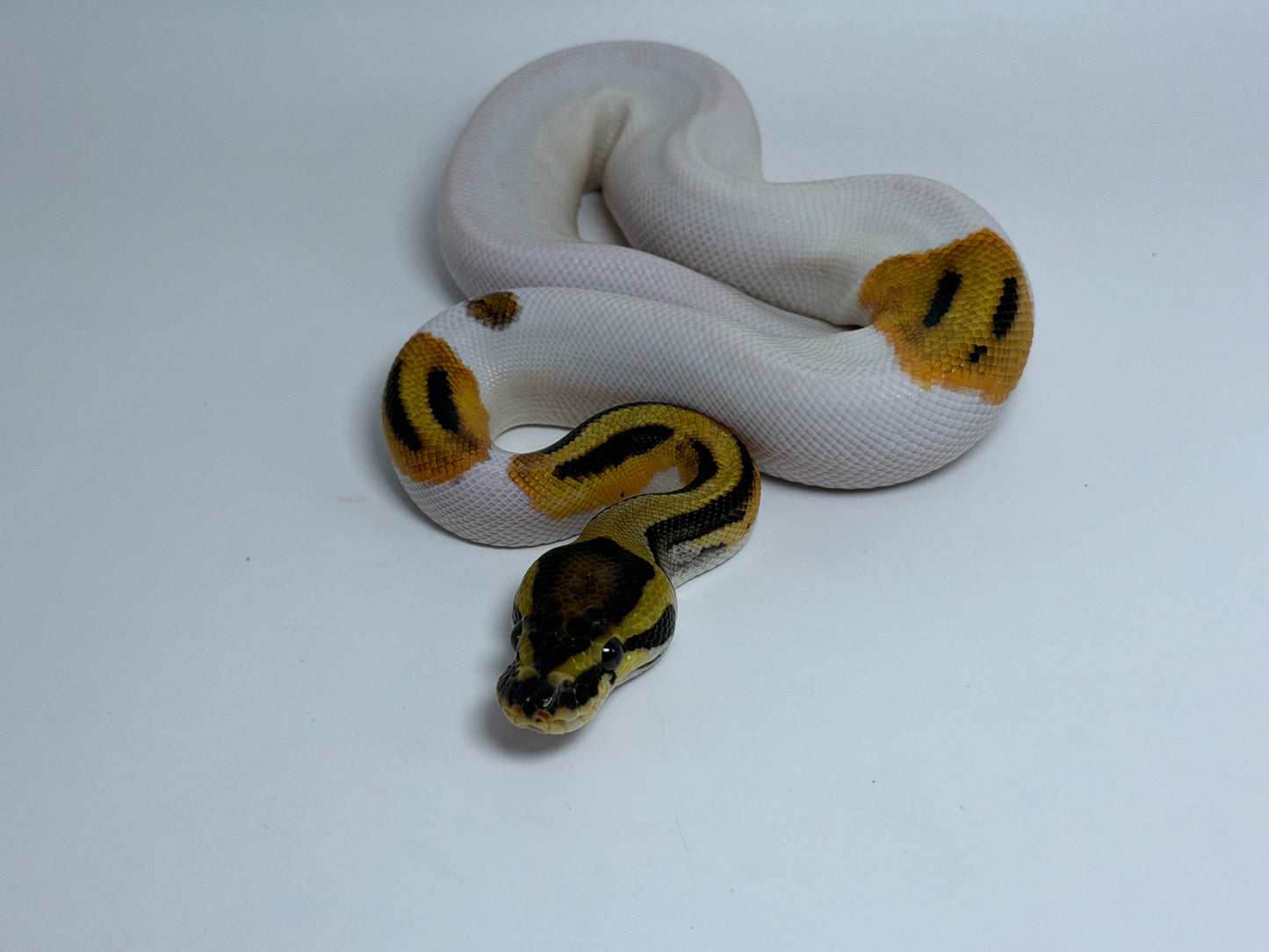 Od pied het clown macho