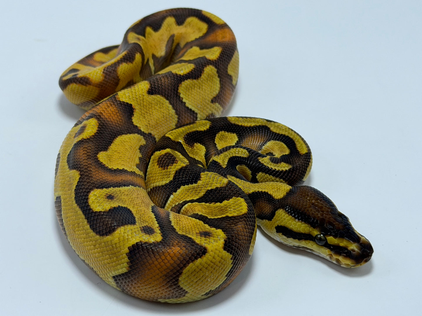 Od fire yb 2het clown pied hembra