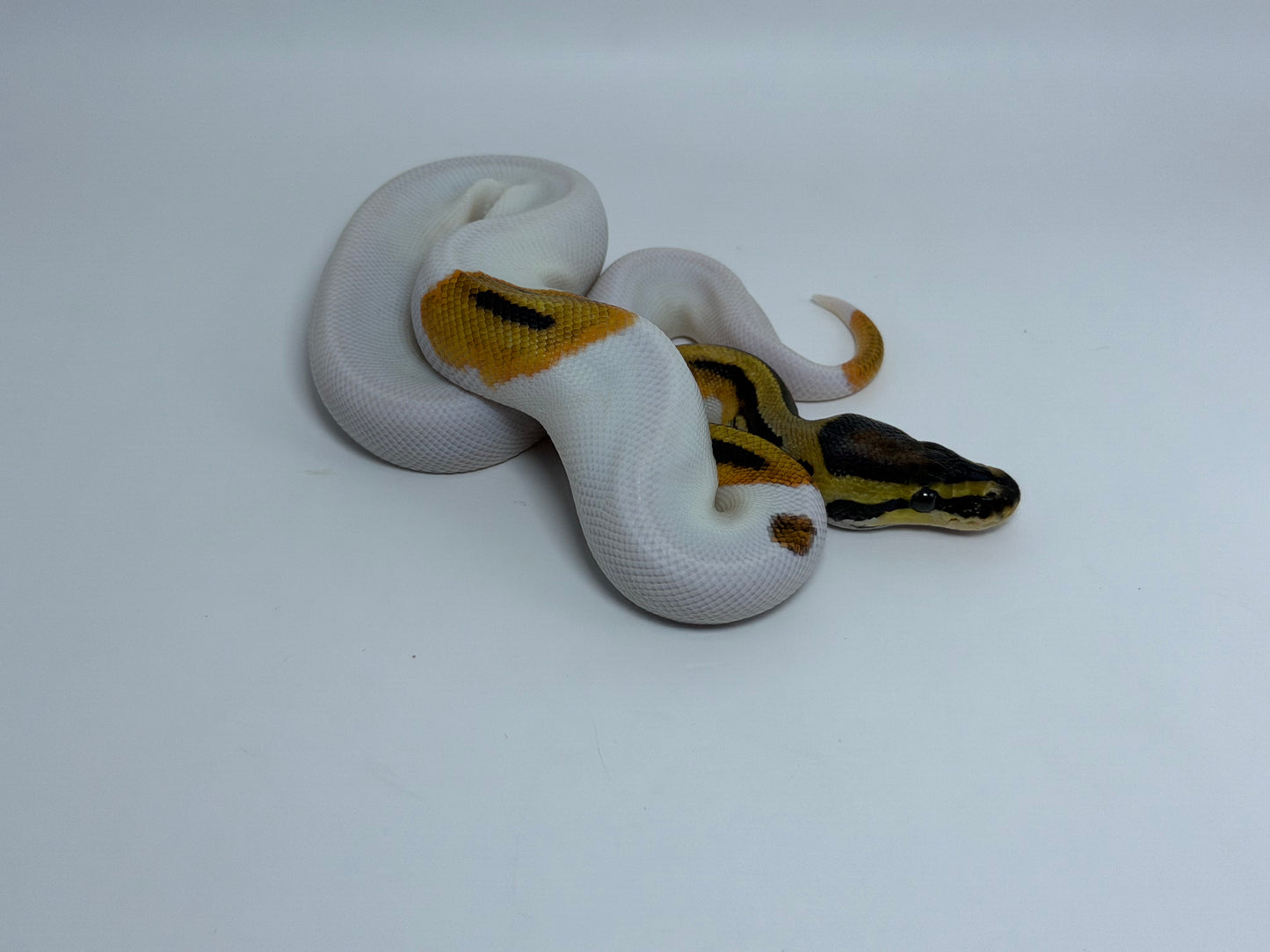 Od pied het clown macho