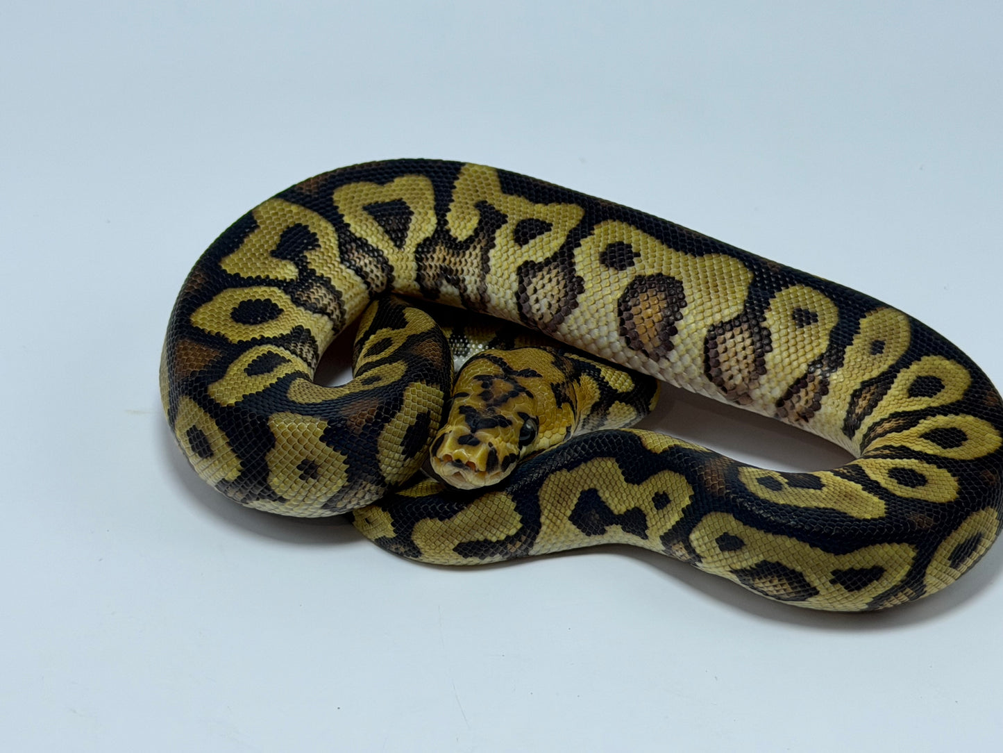 Spotnose clown het sunset macho