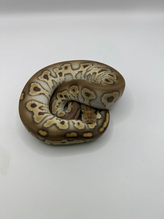 Cinnamon Mojave clown hembra
