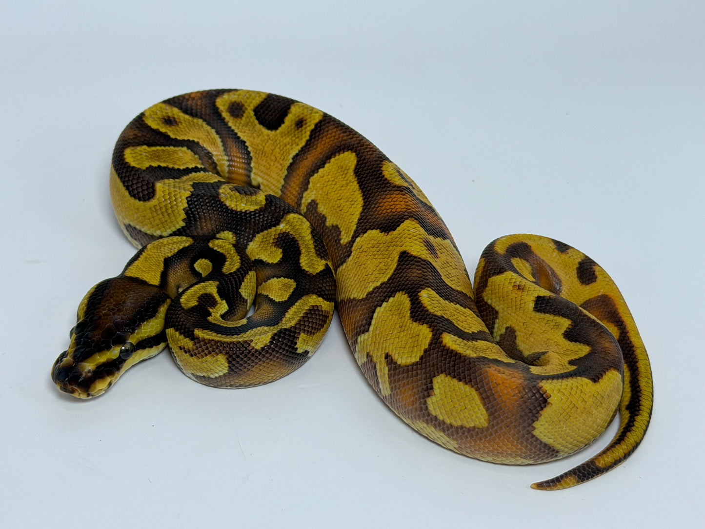 Od fire yb 2het clown pied hembra
