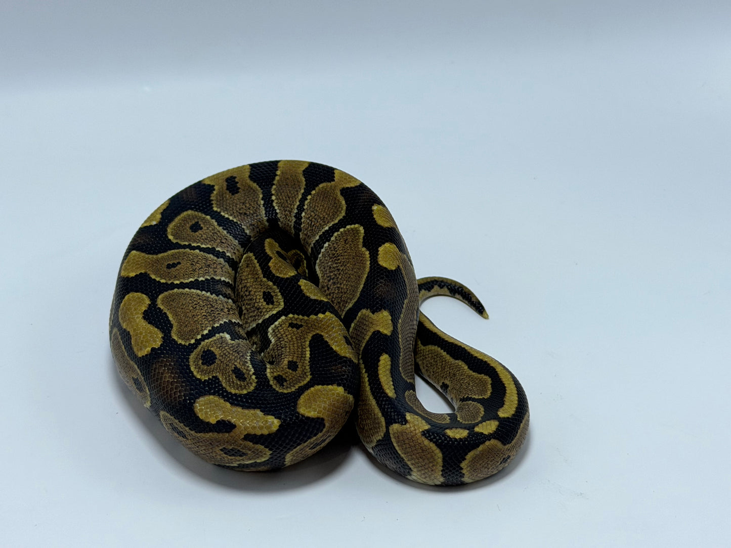 Normal het hypo macho
