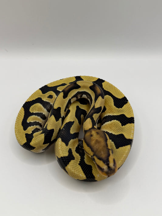 Dg het clown o cryptic macho