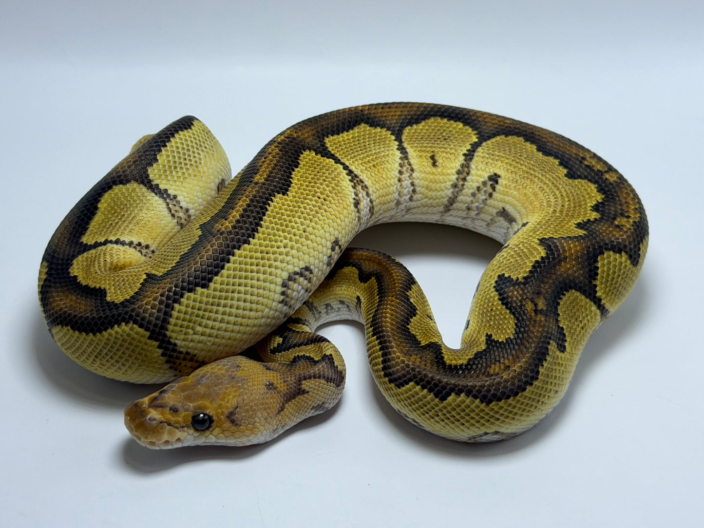Redhead clown het dg macho