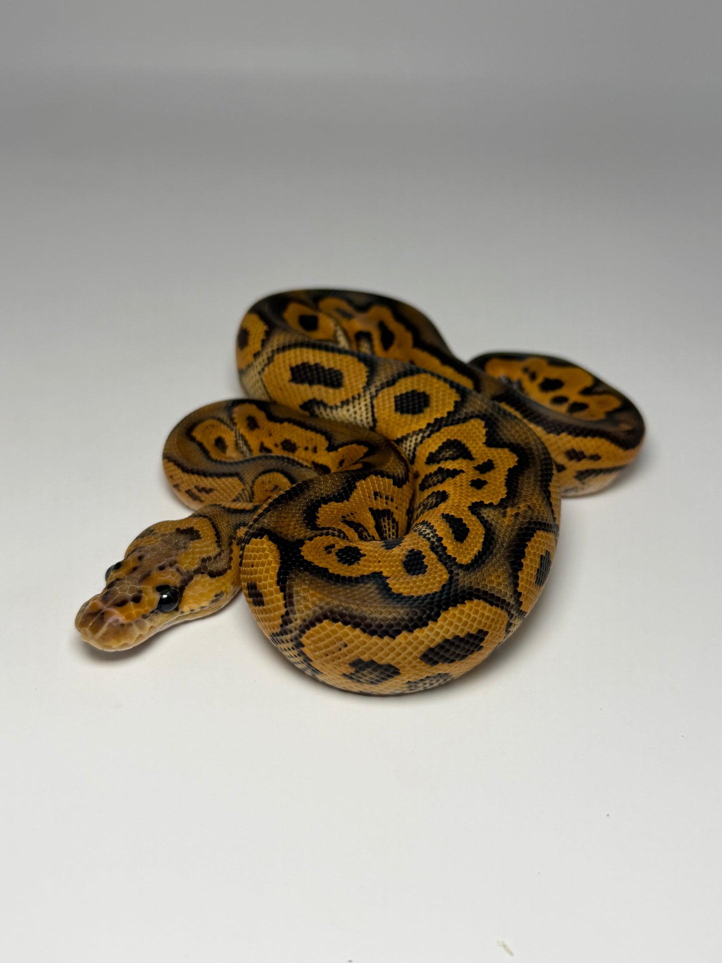 Black pastel yb clown (poss het hypo) macho