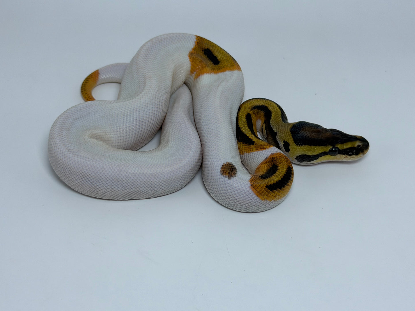 Od pied het clown macho