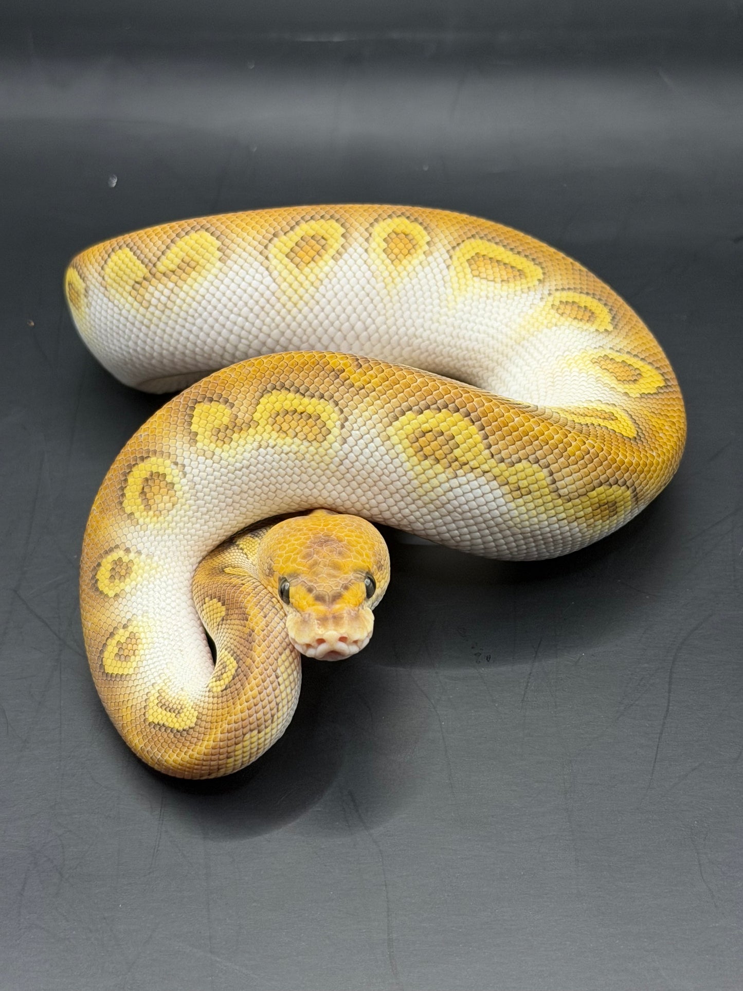 Cypress lesser clown macho