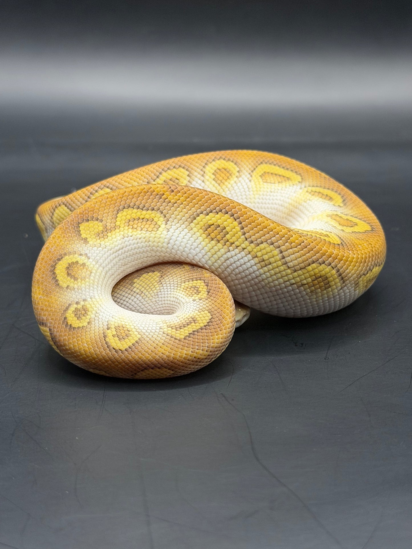 Cypress lesser clown macho