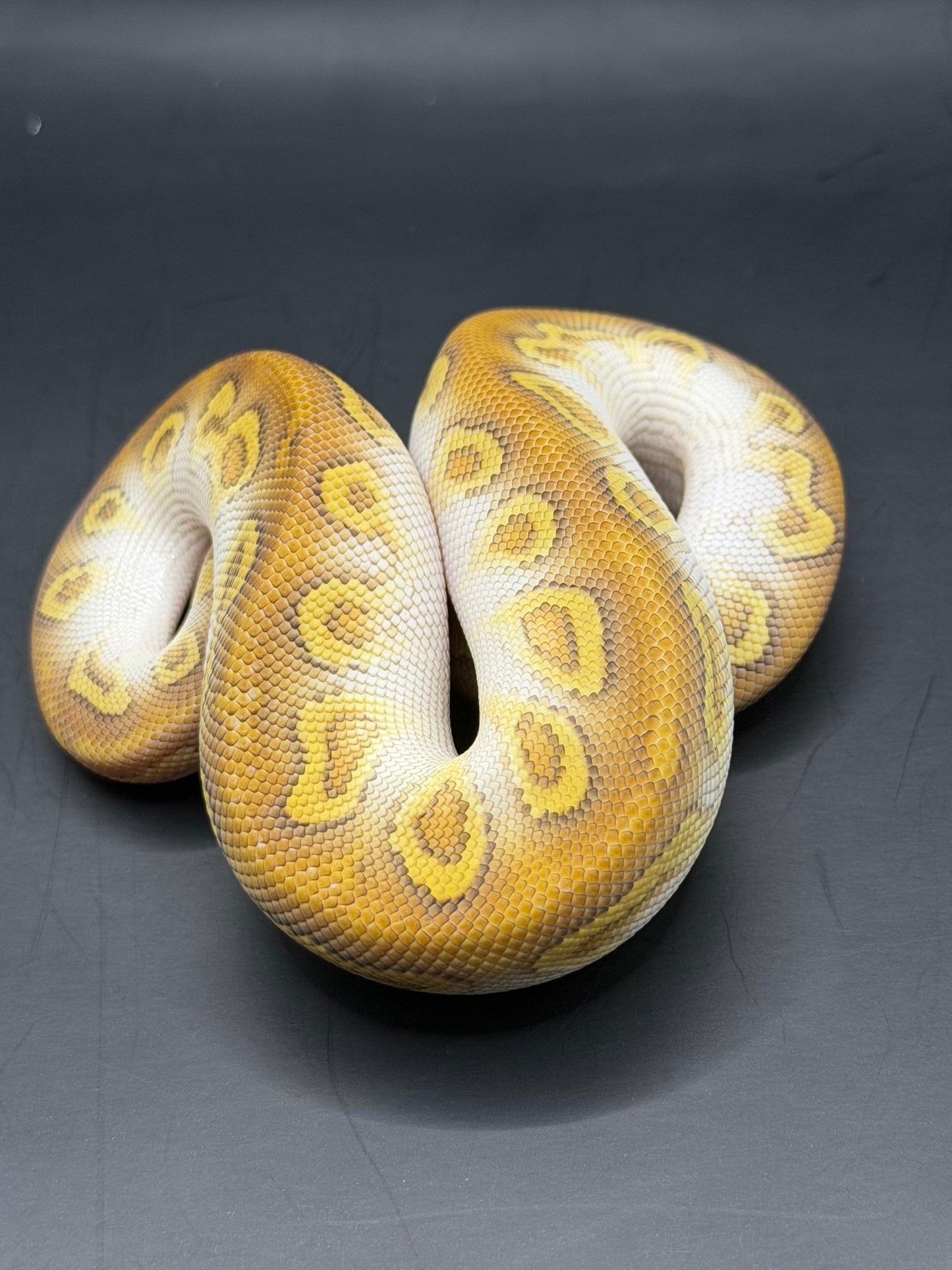 Cypress lesser clown macho