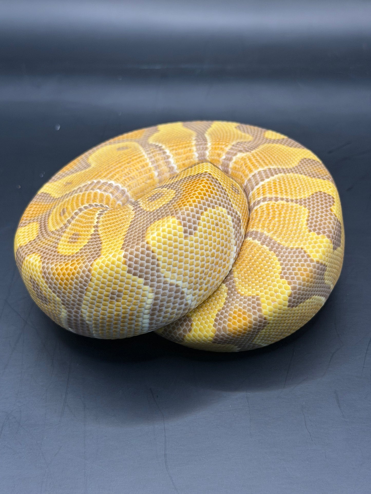 Enchi ultramel macho