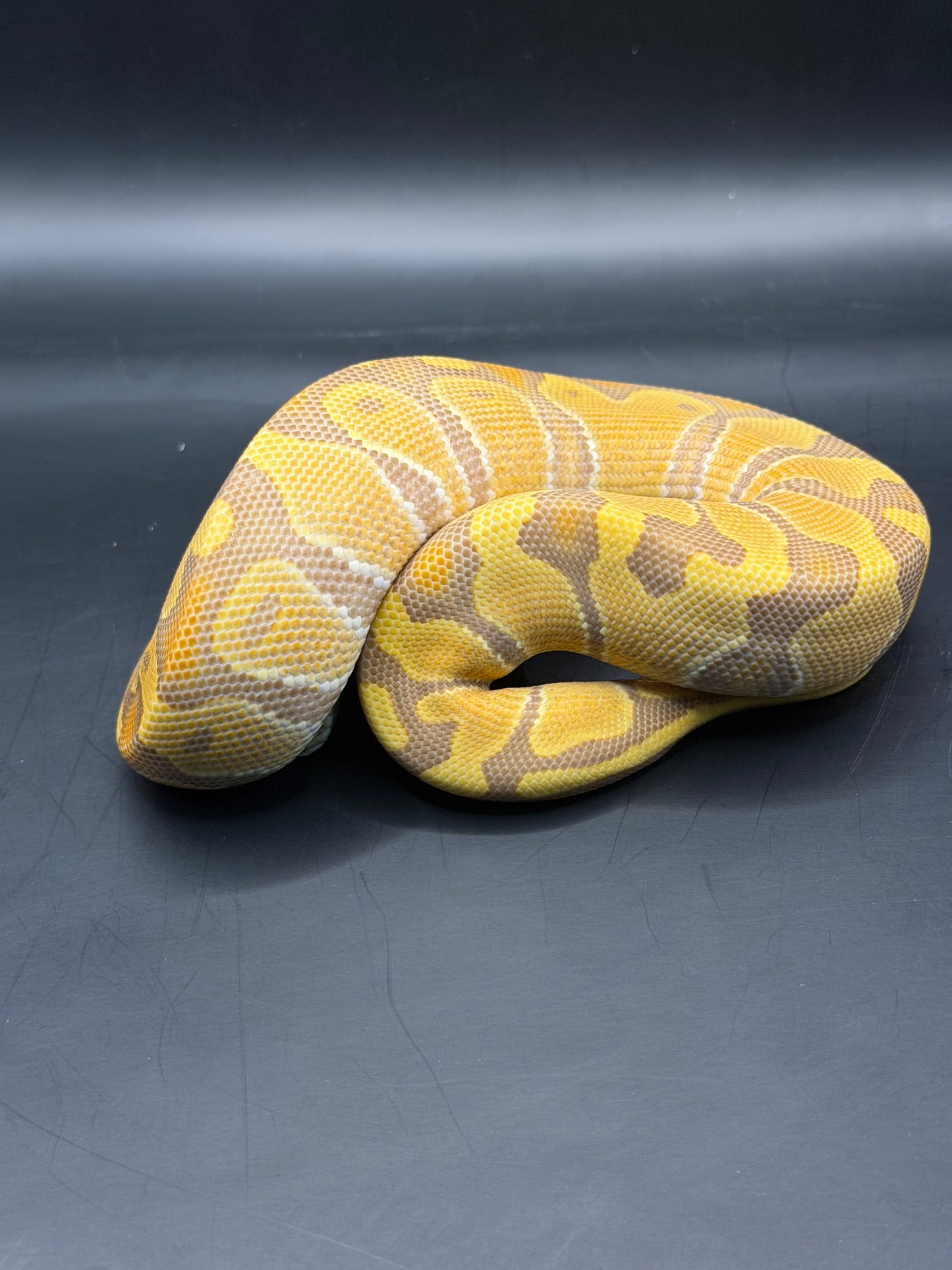 Enchi ultramel macho
