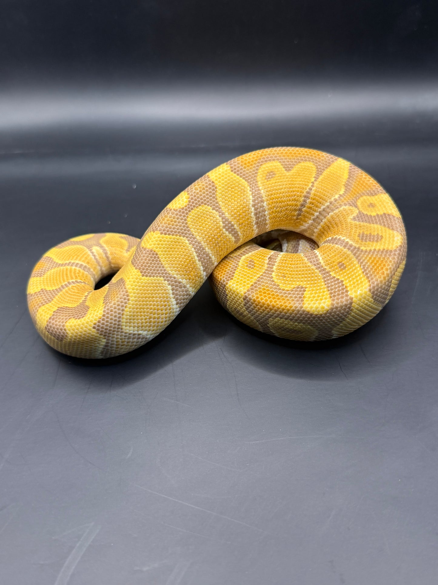 Enchi ultramel macho