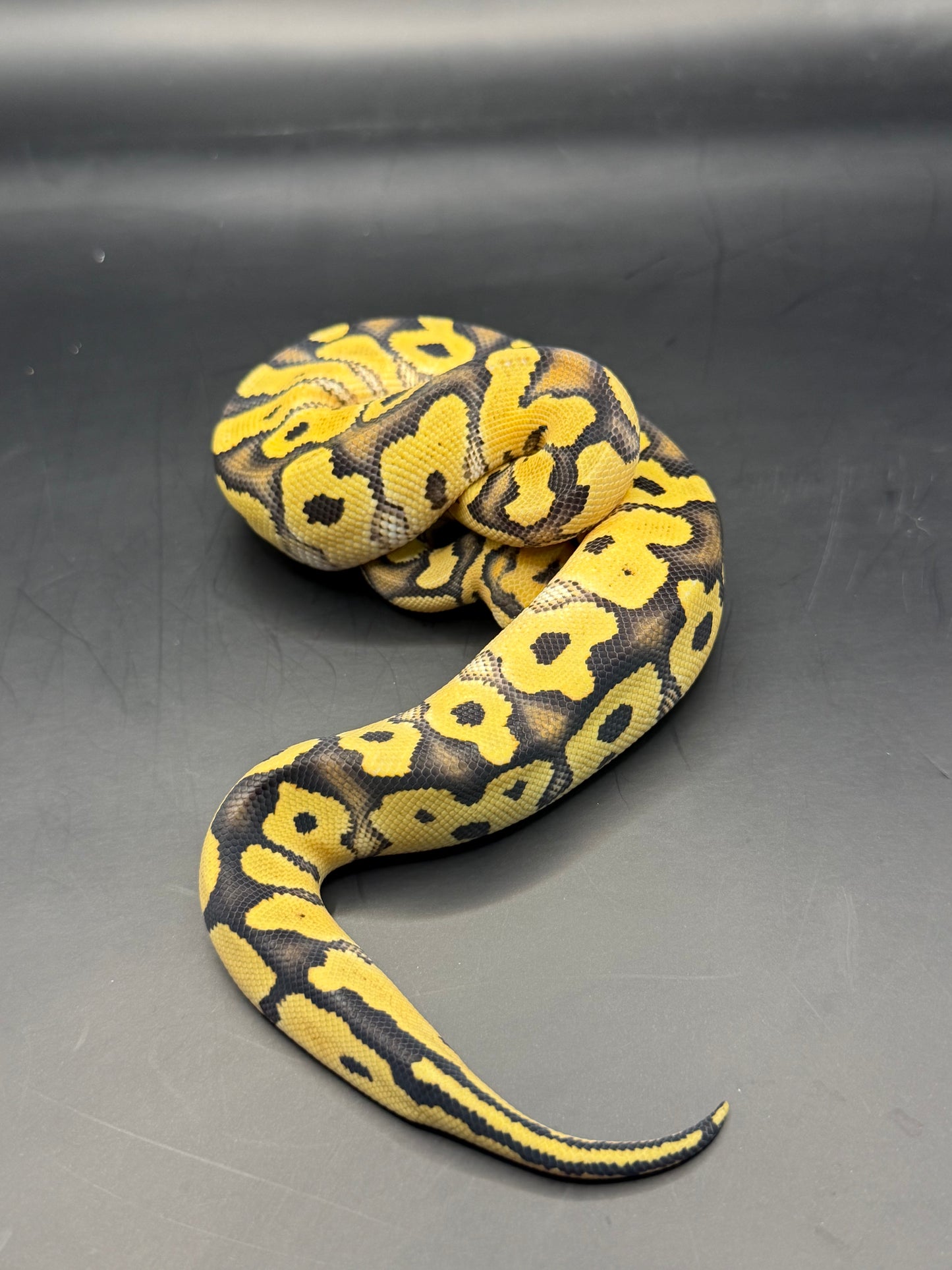 Dg clown 100% het hypo hembra