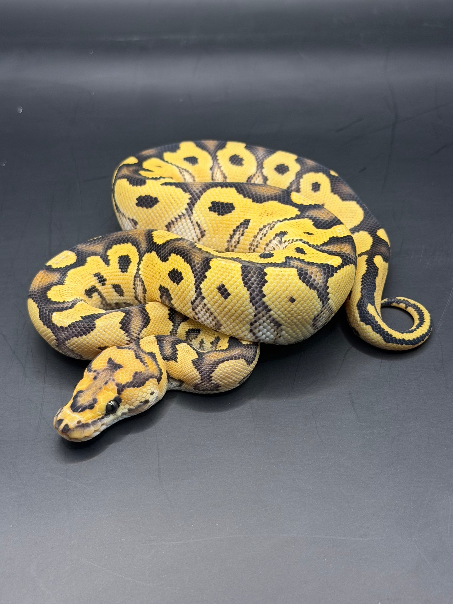 Dg clown 100% het hypo hembra