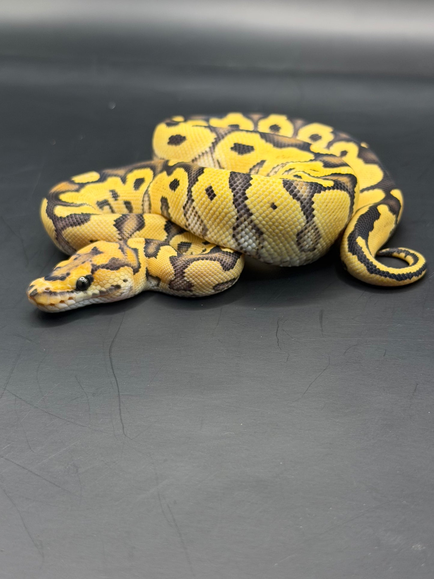 Dg clown 100% het hypo hembra