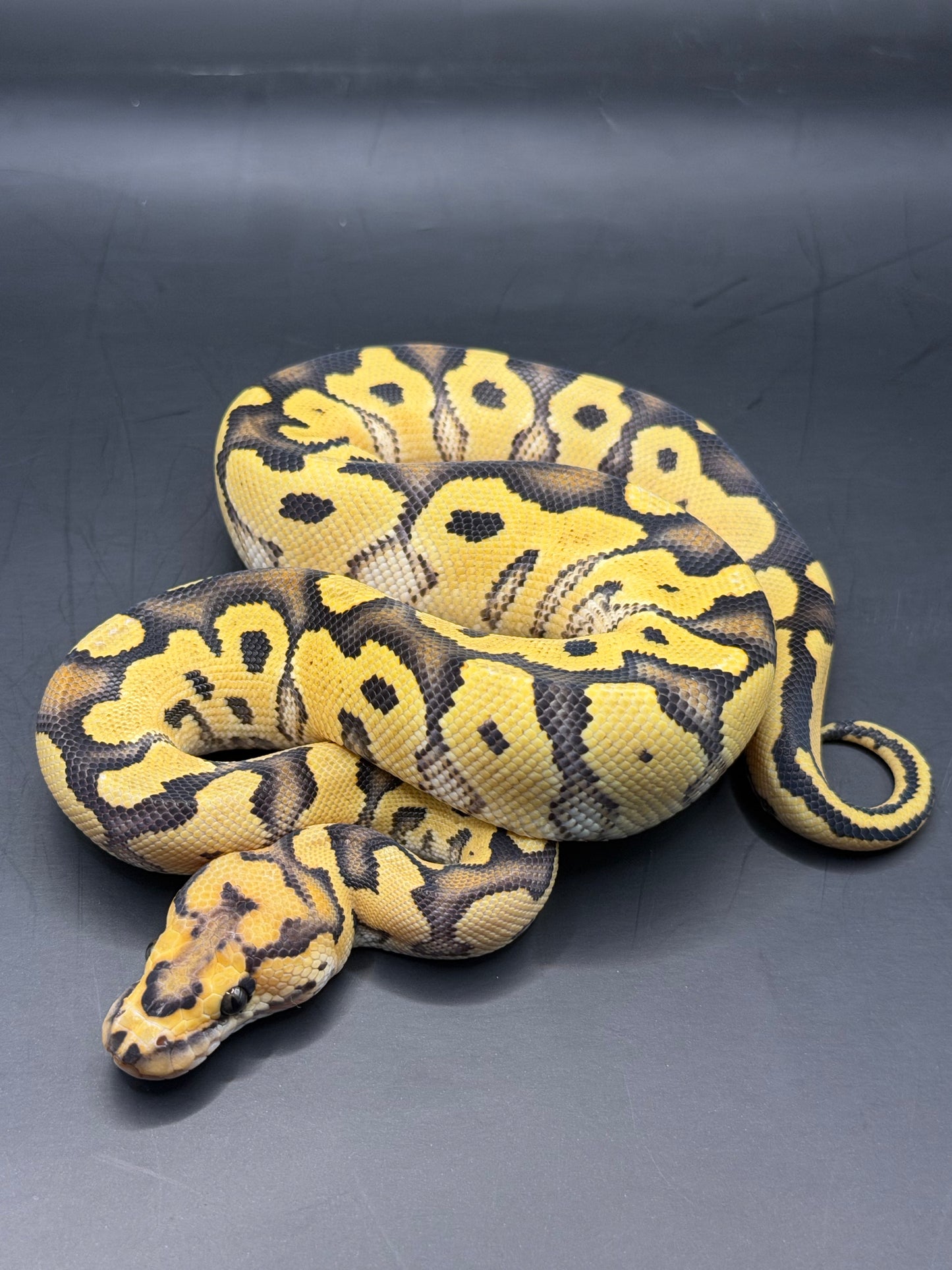 Dg clown 100% het hypo hembra
