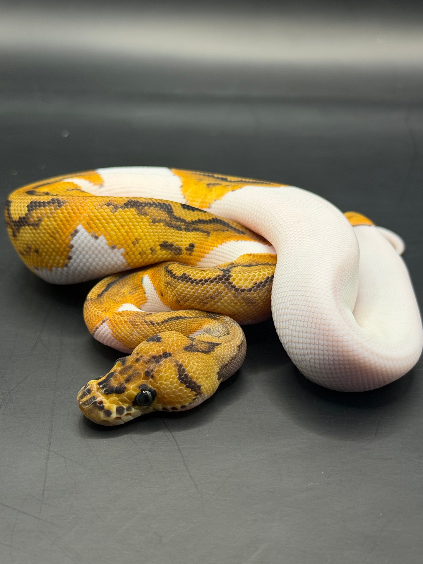 Clown pied yb hembra