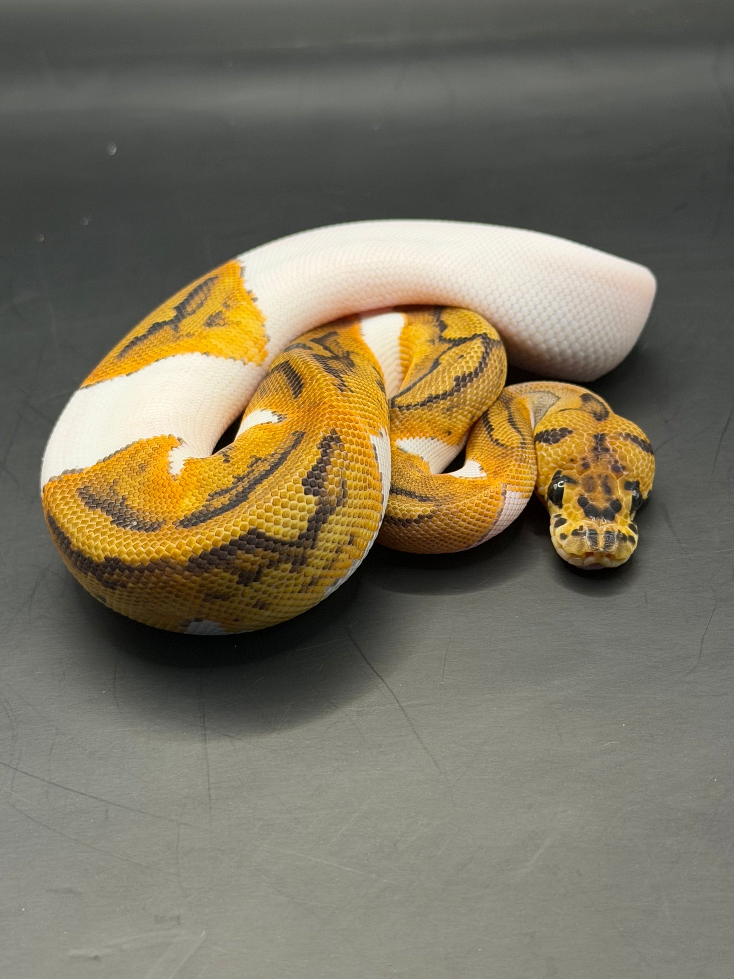 Clown pied yb hembra