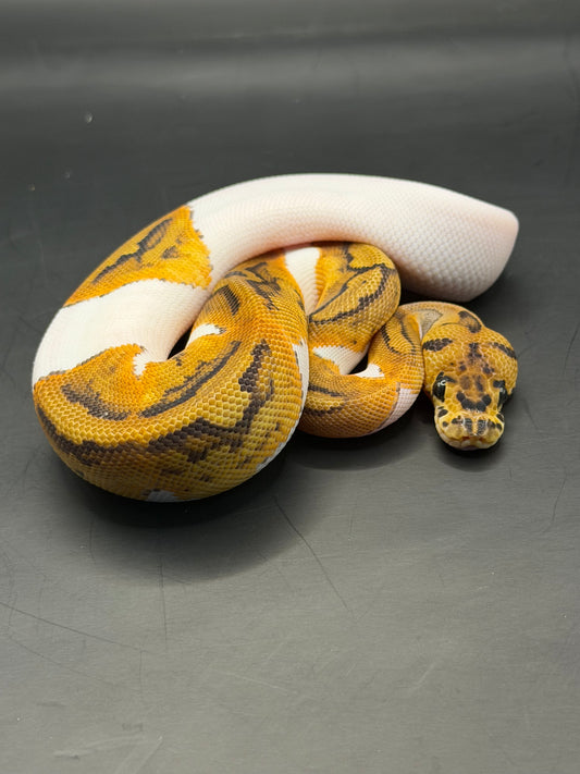Clown pied yb hembra