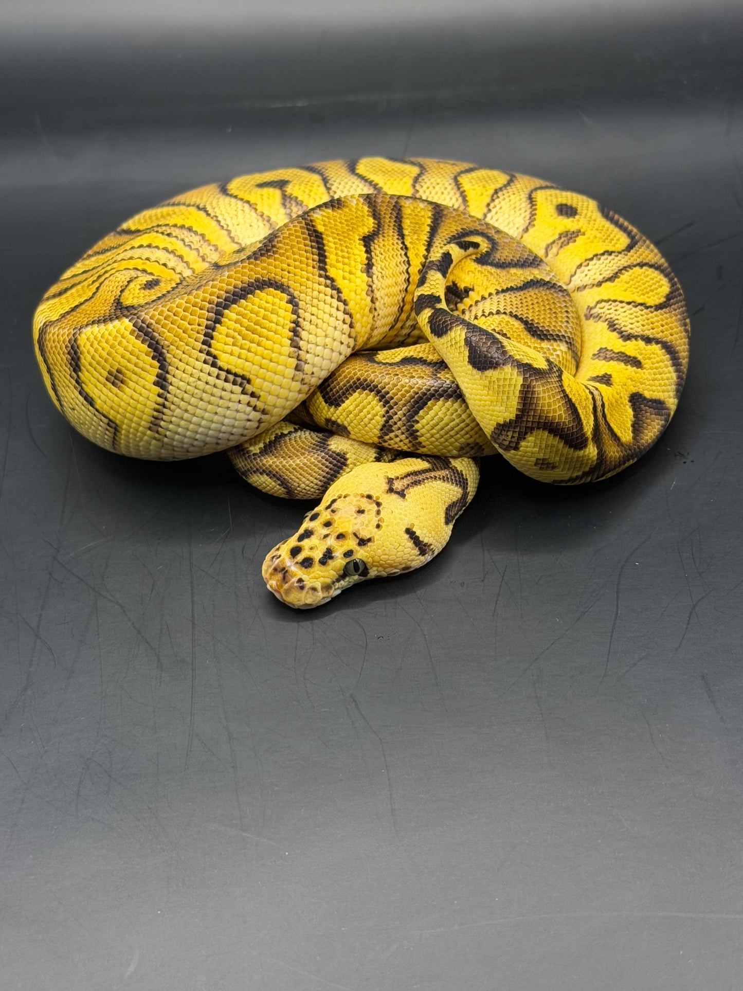 Enchi pastel stranger clown hembra