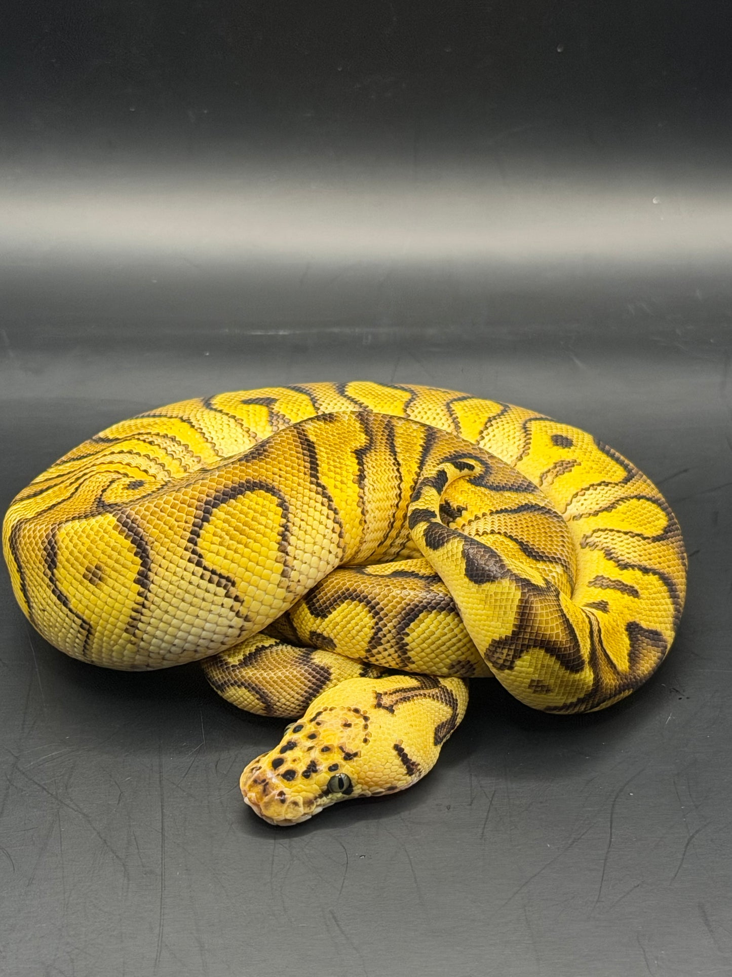 Enchi pastel stranger clown hembra