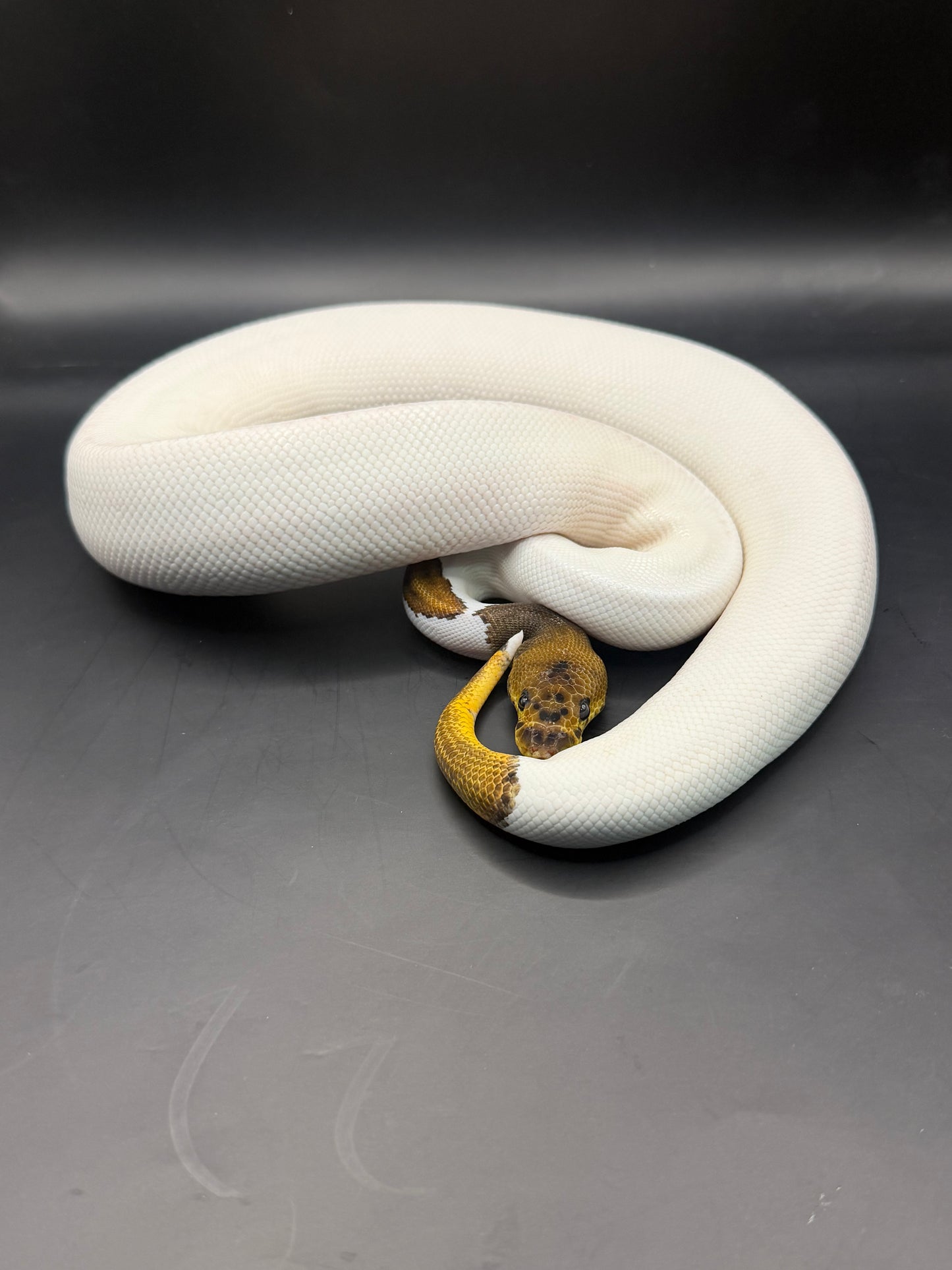 Clown pied leopard (400gr aprox) hembra