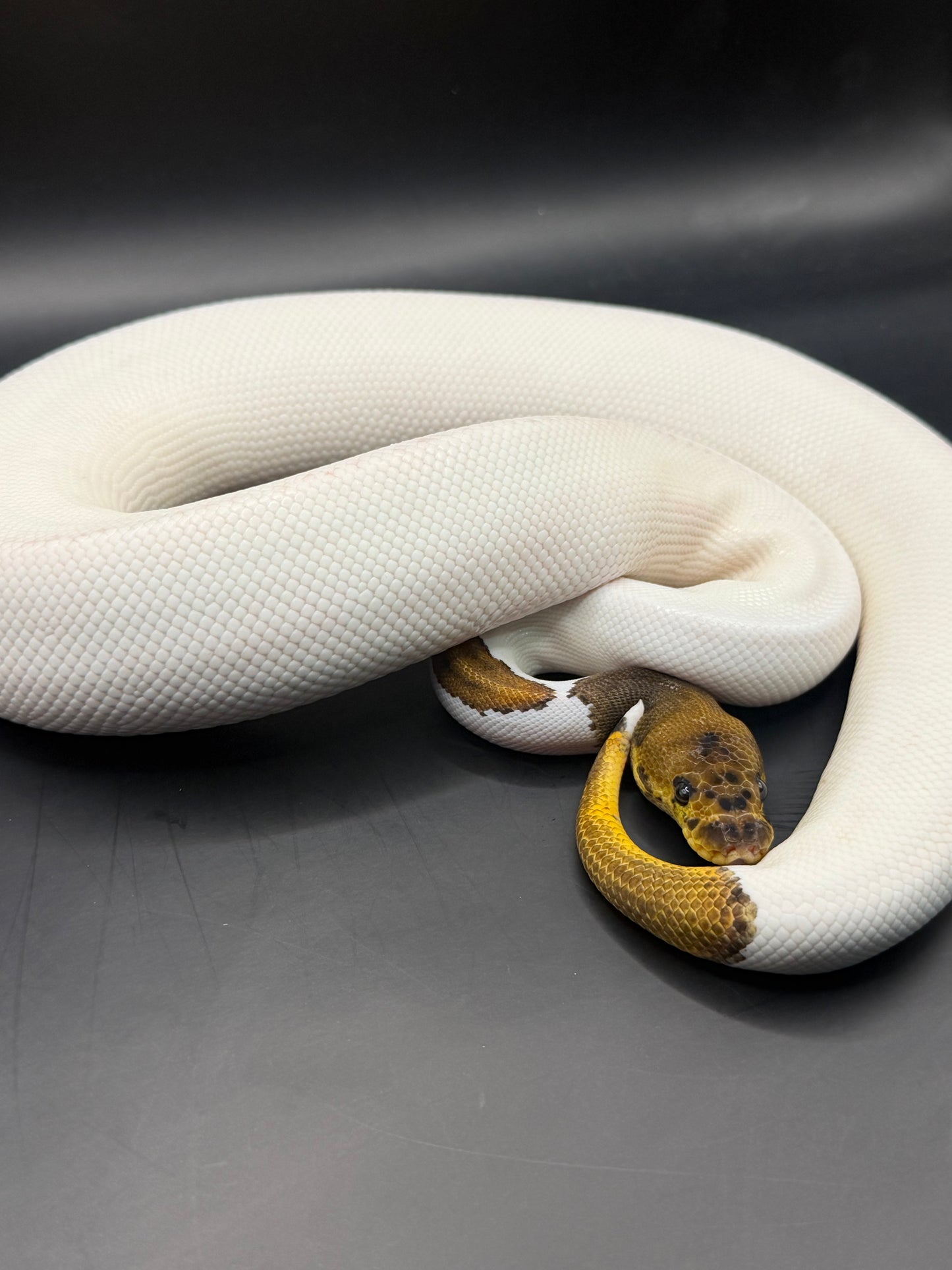 Clown pied leopard (400gr aprox) hembra